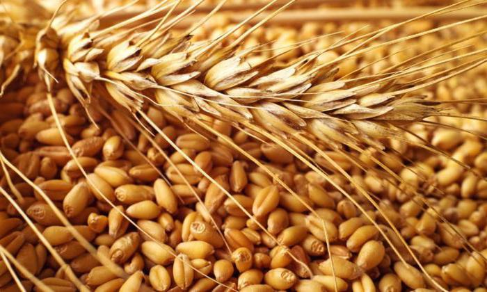 В странах ЕС снижаются прогнозы на урожай зерновых