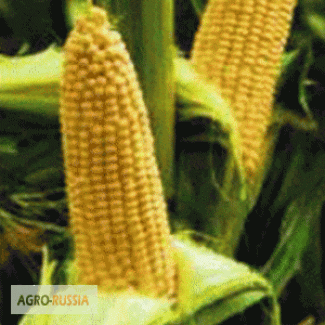 Семена кукурузы Вега