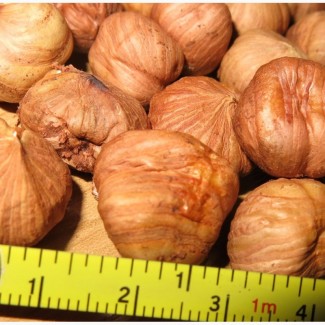 Продам саженцы вегетативные отводки крупного ореха-фундука Трапезунд