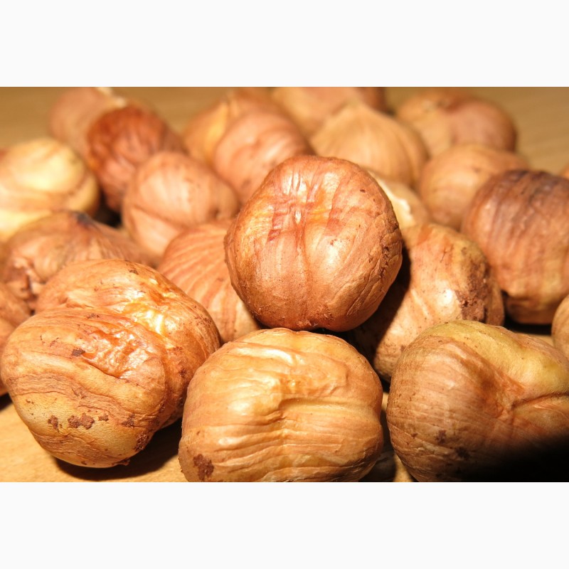 Фото 3. Продам саженцы вегетативные отводки крупного ореха-фундука Трапезунд