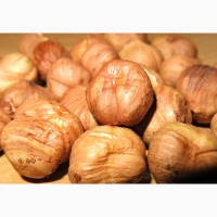 Продам саженцы вегетативные отводки крупного ореха-фундука Трапезунд
