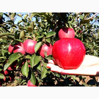Продаем оптом КРЫМСКИЕ яблоки І сорта (фракция 60+до 80) урожая 2017