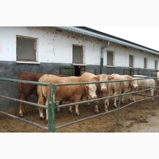 Продам Быков коров живым весом 480 + 600