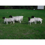 Вівці з Німеччини (Dorper)