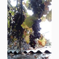 Продам виноград сорт изабелла