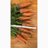 Продам оптом морковь, урожай 2018 года