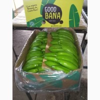 Предлагаем бананы из Эквадора и Коста Рика