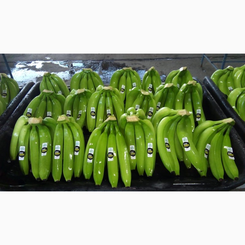 Фото 2. Предлагаем бананы из Эквадора и Коста Рика