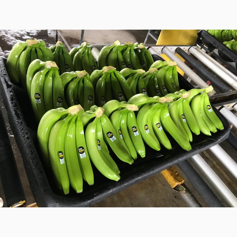 Фото 3. Предлагаем бананы из Эквадора и Коста Рика