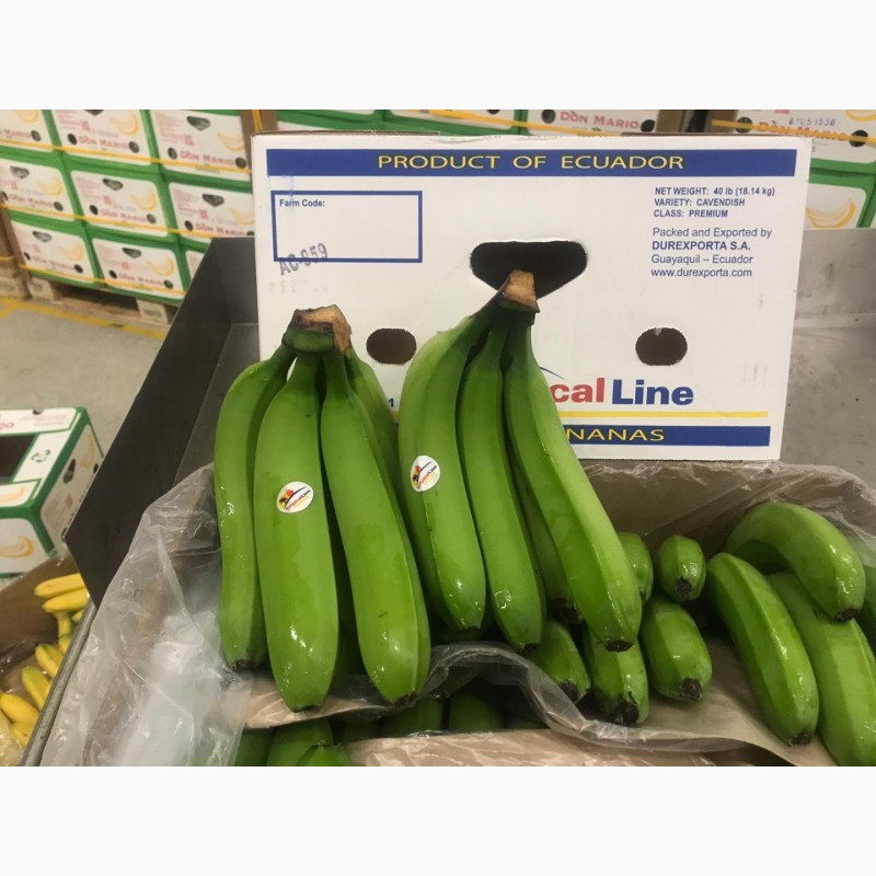 Фото 8. Предлагаем бананы из Эквадора и Коста Рика