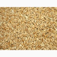 Пшеница 3 класс, мягкая яровая, 250 тонн