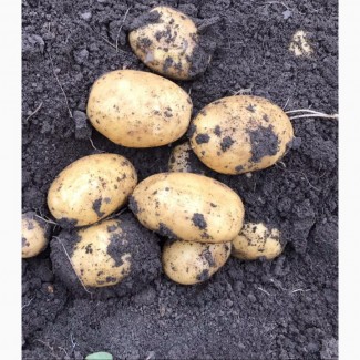 Картофель оптом урожай 2020