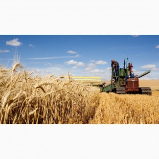Пшеница Канада, США CIF