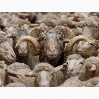 Экспорт МРС, барашки, бараны, овцы на Узбекистан