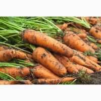 Продам морковь урожай 2021 года ОПТ