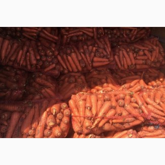 Реализуем морковь сорт абако