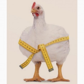 Живым весом бройлерные цыплята 2, 6 - 3, 5 кг