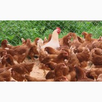 Живым весом бройлерные цыплята 2, 6 - 3, 5 кг