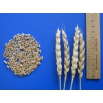 Семена яровой пшеницы, ячменя, люцерны