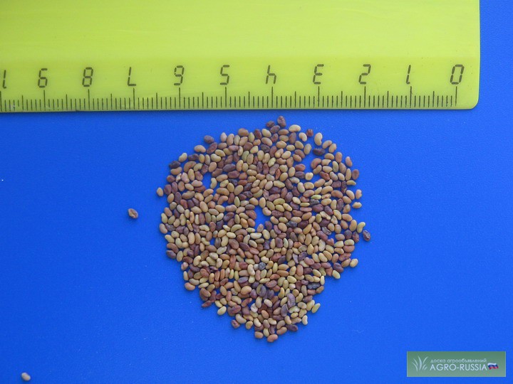 Фото 2. Семена яровой пшеницы, ячменя, люцерны
