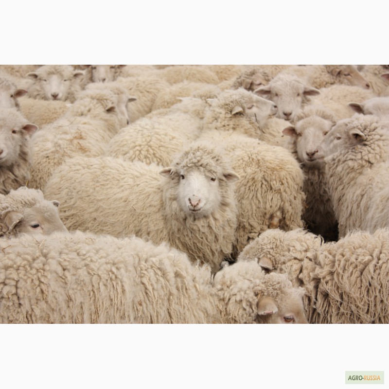 Фото 2. Продам племенных баранов овец Горно-Алтайской породы