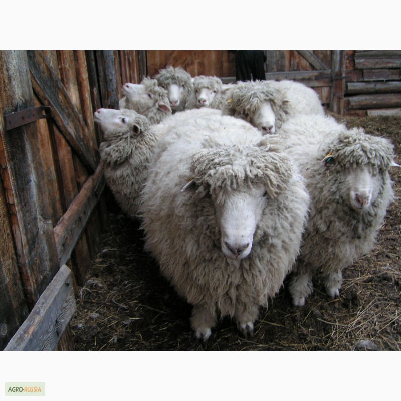 Фото 3. Продам племенных баранов овец Горно-Алтайской породы