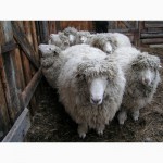 Продам племенных баранов овец Горно-Алтайской породы