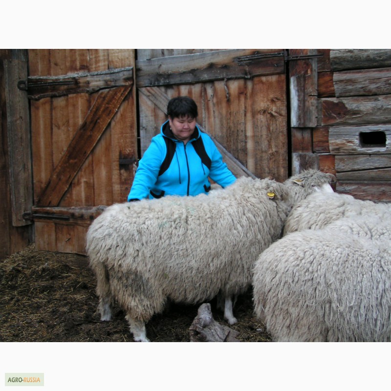 Фото 4. Продам племенных баранов овец Горно-Алтайской породы