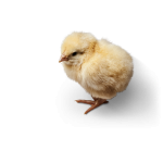 Цыплята суточные замороженные (промзабой.на корм животным)