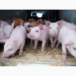 Свиньи на откорм от 40-60кг