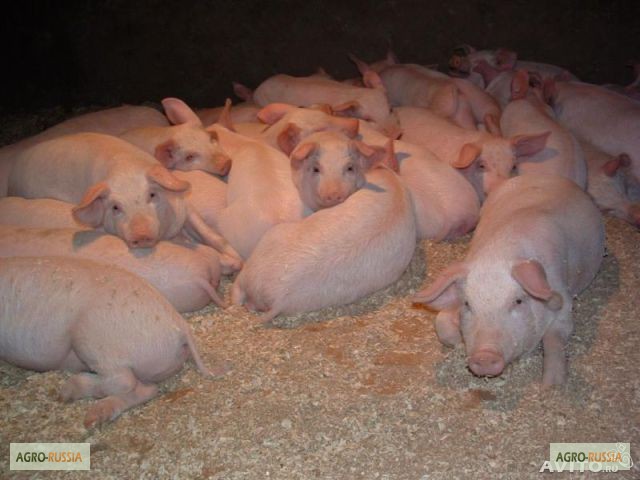 Фото 2. Свиньи на откорм от 40-60кг