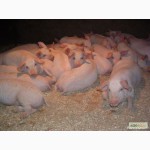 Свиньи на откорм от 40-60кг