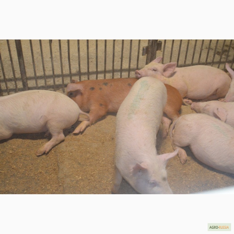 Фото 4. Свиньи на откорм от 40-60кг