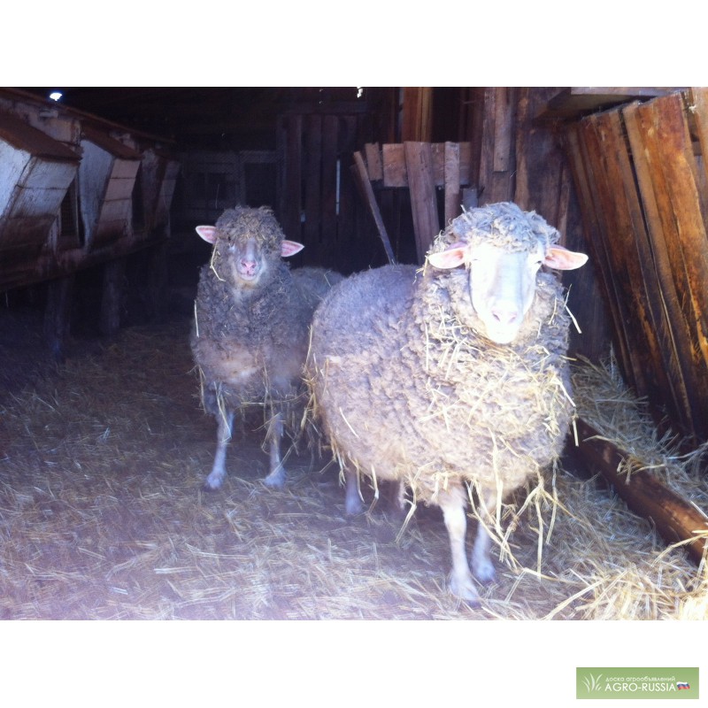 Фото 2. Овцематки и бараны для разведения