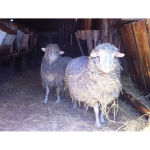Овцематки и бараны для разведения