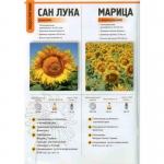 Семена подсолнечника разных гибридов от молдавского производителя.
