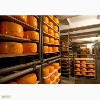 Сыр оптом от 219 руб/кг от производителя