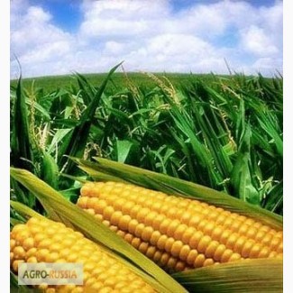 Гибридные семена кукурузы зарубежного производства: Пионер, Сингента, Монсанто, КВС