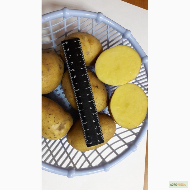 Фото 3. Картофель оптом от производителя 8 р/кг