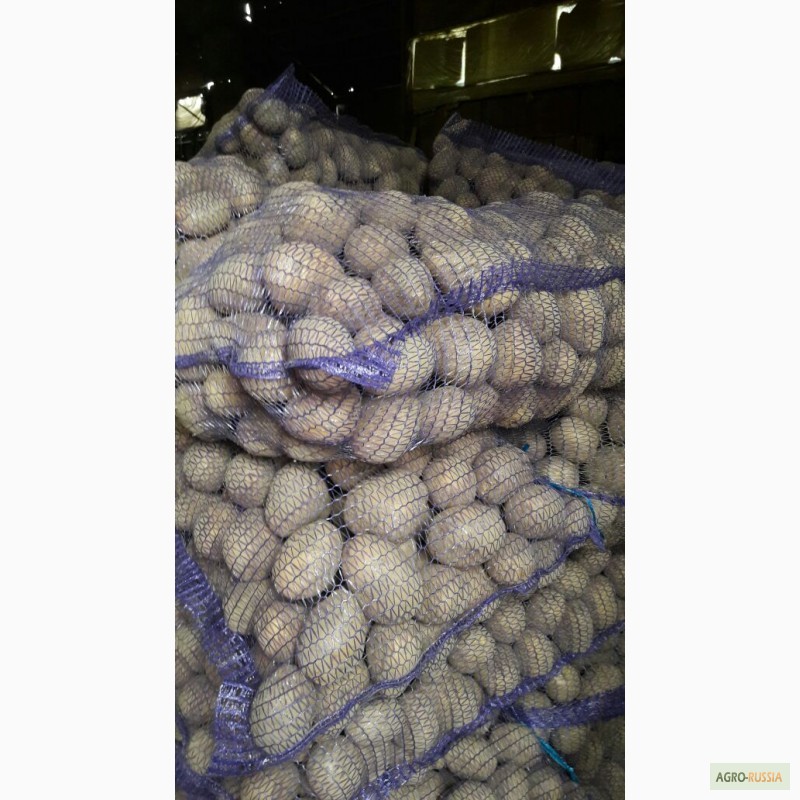 Фото 6. Картофель оптом от производителя 8 р/кг