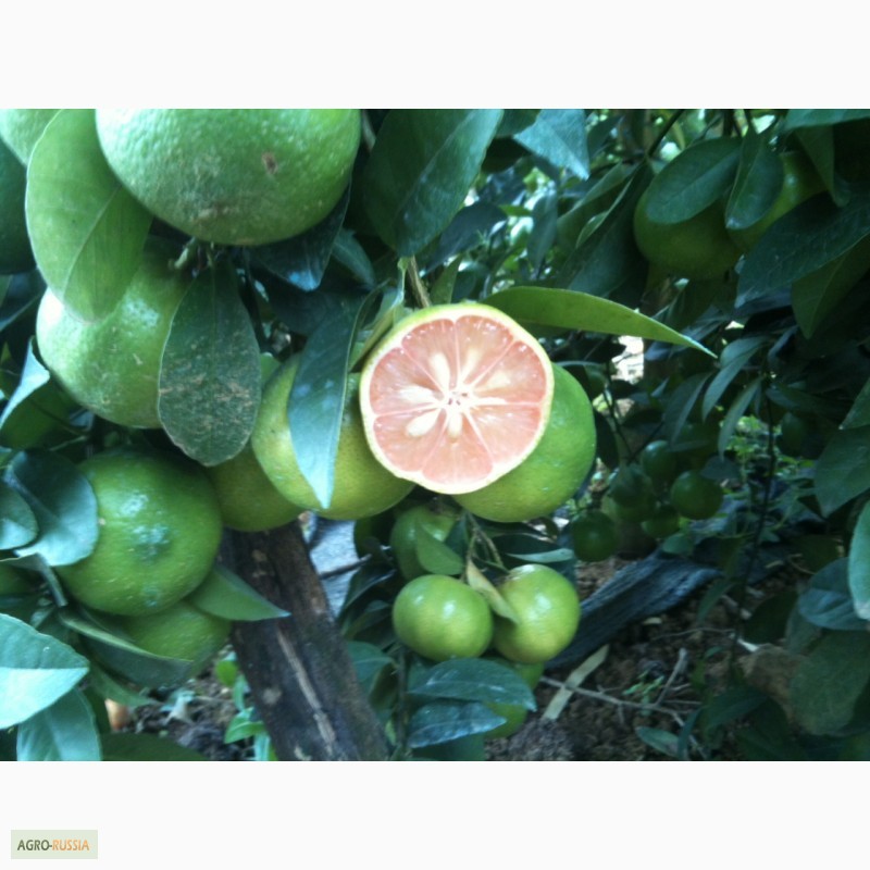 Фото 3. Продам красной лимона USDA ORGANIC
