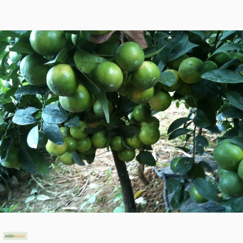 Фото 4. Продам красной лимона USDA ORGANIC