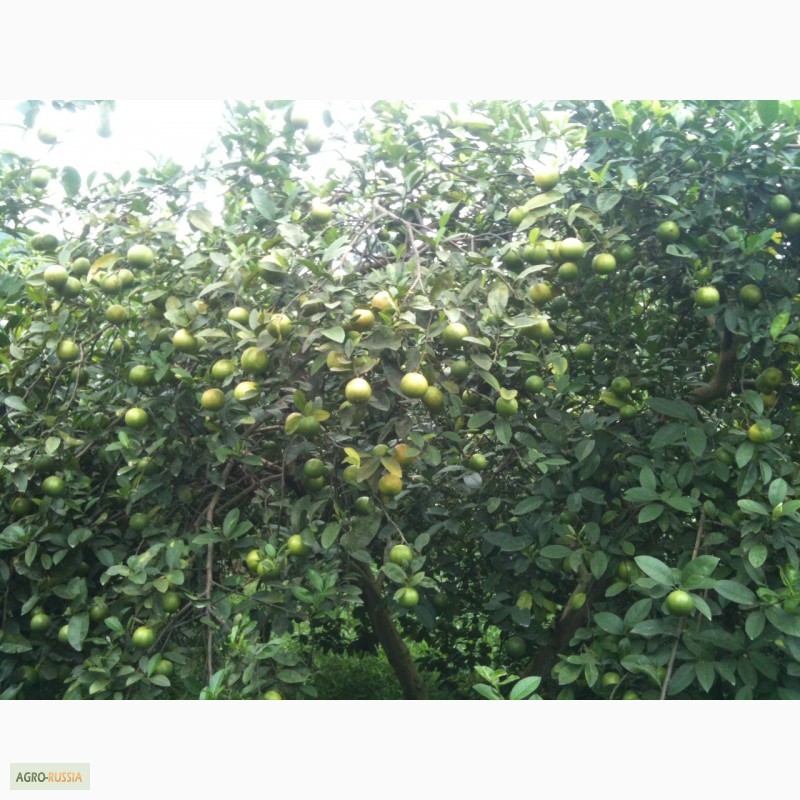 Фото 5. Продам красной лимона USDA ORGANIC