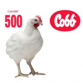 Инкубационное яйцо кросса КООББ-500