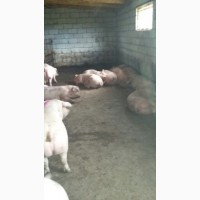 Свиньи в живом весе