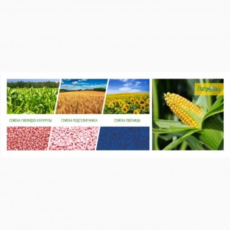 Семена кукурузы Краснодарской селекции