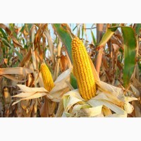 Семена кукурузы Краснодарской селекции