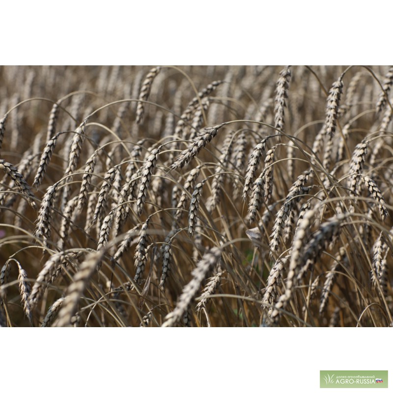 Фото 2. Экологически чистая пшеница 5 кл. 1000т