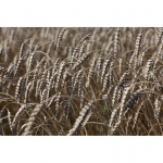 Экологически чистая пшеница 5 кл. 1000т