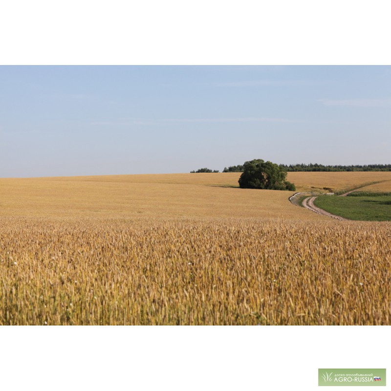 Фото 3. Экологически чистая пшеница 5 кл. 1000т